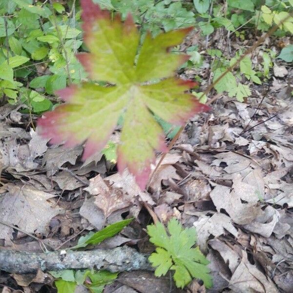 Geranium maculatum Fuelha