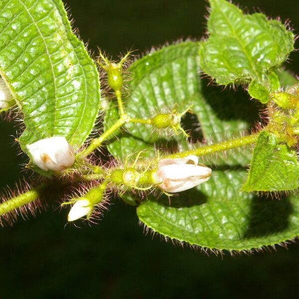 Miconia crenata Φύλλο