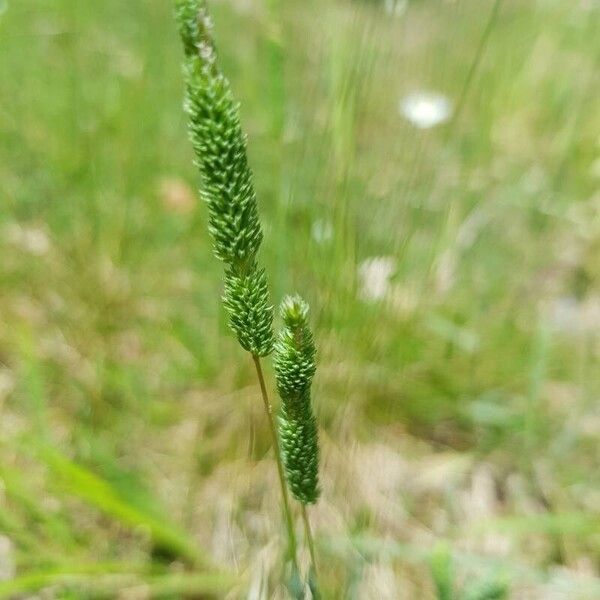 Phleum phleoides Flower