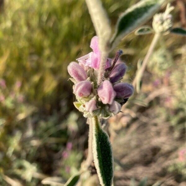 Phlomis purpurea Flower