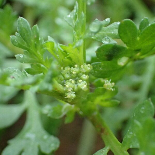 Lepidium didymum Levél