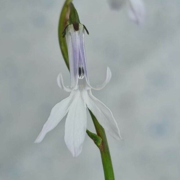 Lobelia dortmanna Blomst