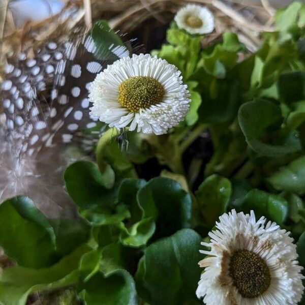 Bellis rotundifolia Lorea