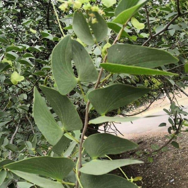 Colophospermum mopane برگ
