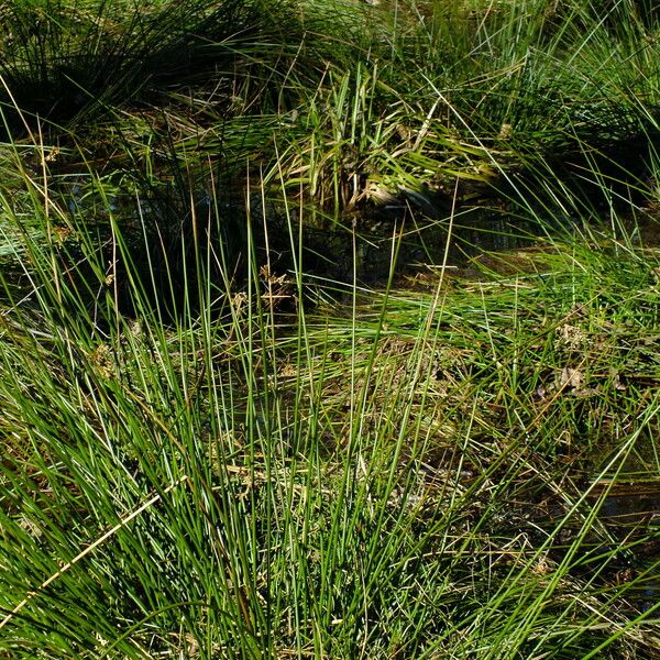 Juncus effusus Leaf