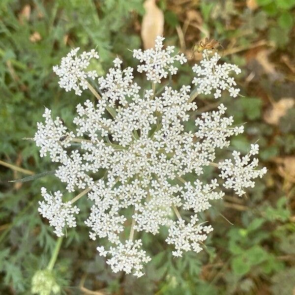 Visnaga daucoides Blomma