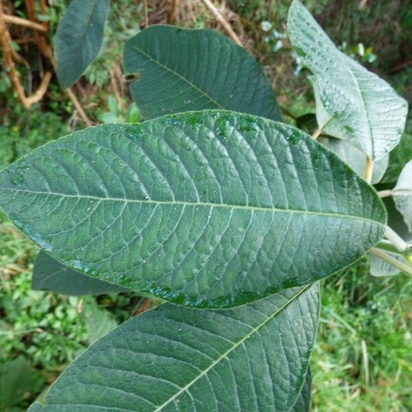 Fuchsia boliviana Leaf
