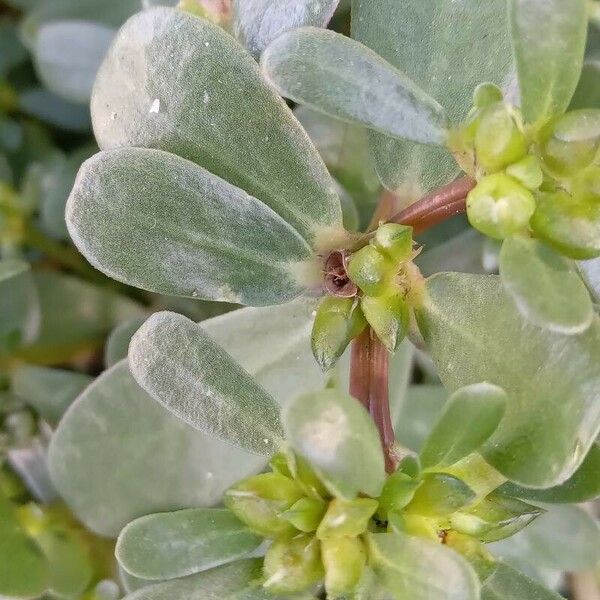 Portulaca oleracea ᱥᱟᱠᱟᱢ