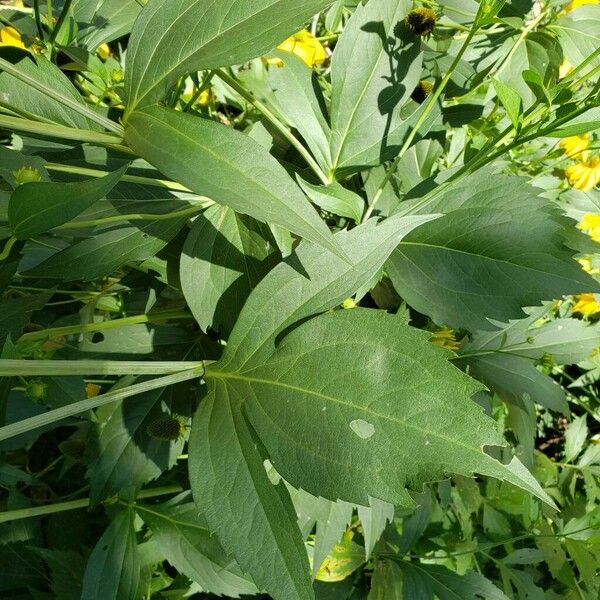 Rudbeckia laciniata Leaf