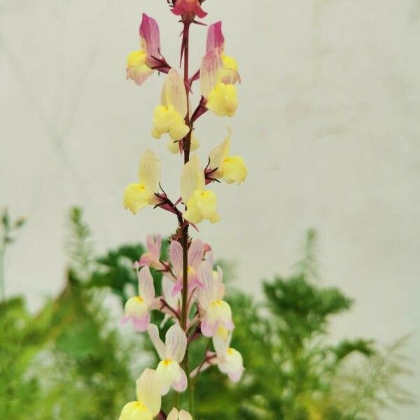 Linaria maroccana Flor