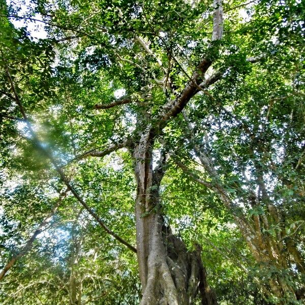 Ficus altissima অভ্যাস