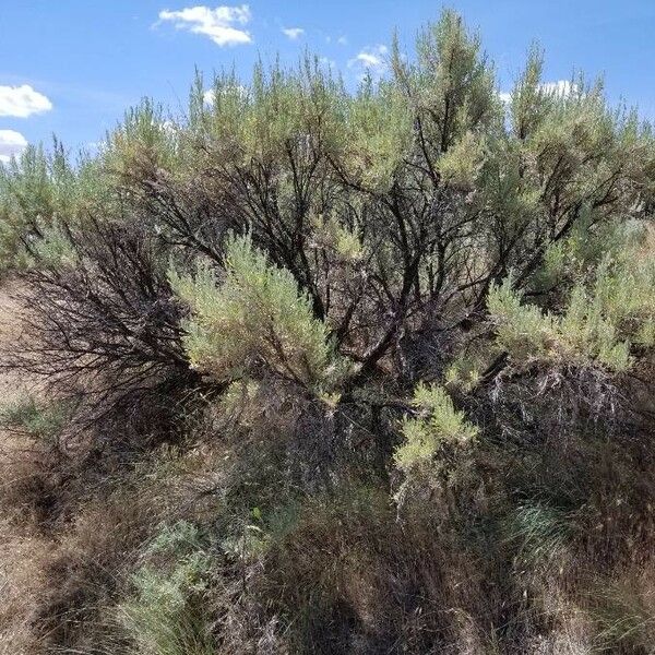 Artemisia tridentata Φύλλο