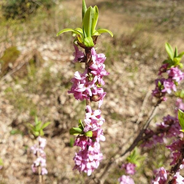 Daphne mezereum Flower