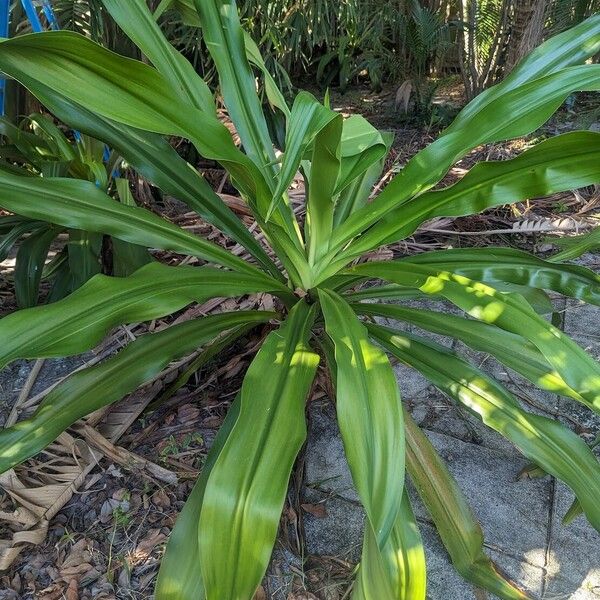 Crinum asiaticum Folha