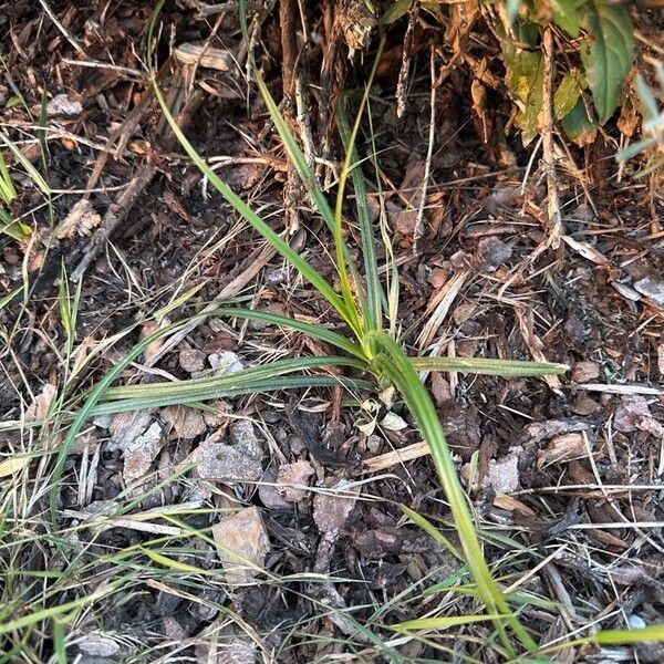 Cyperus rotundus Leaf