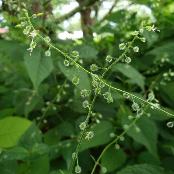 Circaea lutetiana Flors