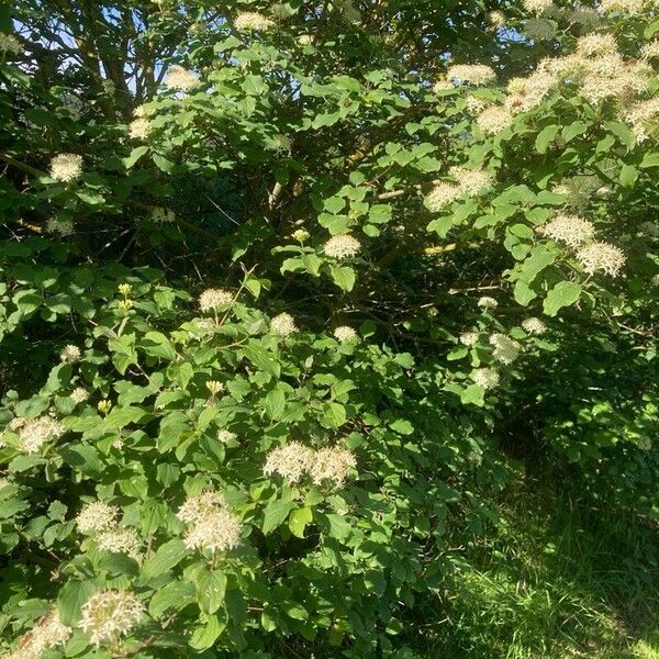 Cornus sanguinea Drugo