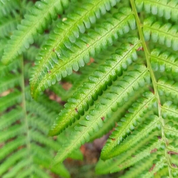 Dryopteris filix-mas Folha