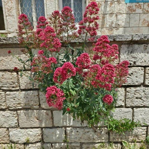 Centranthus ruber Kwiat