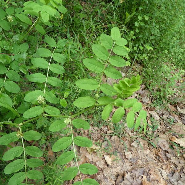 Astragalus glycyphyllos ᱛᱟᱦᱮᱸ