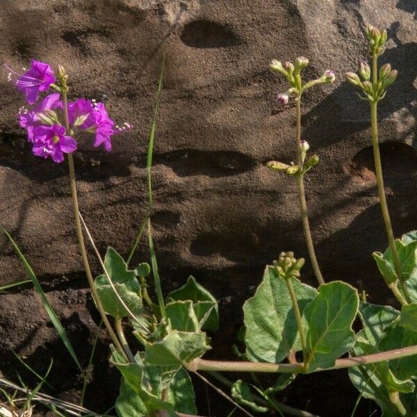 Boerhavia diffusa Flower