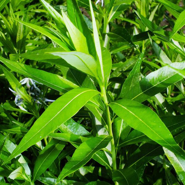 Amsonia tabernaemontana Levél