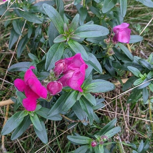 Antirrhinum majus Çiçek