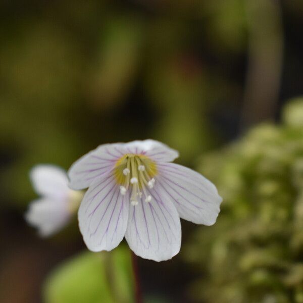 Oxalis montana Floro