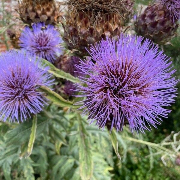 Cynara cardunculus Blüte