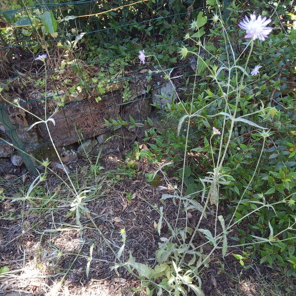 Knautia integrifolia Habit