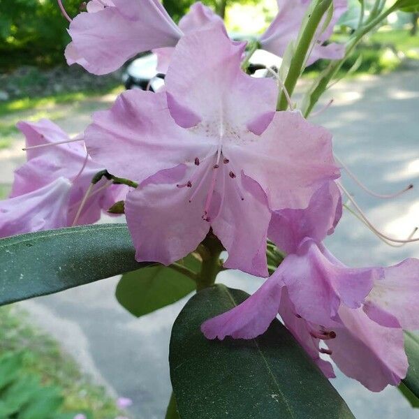 Rhododendron maximum Blüte