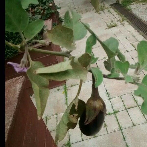 Solanum melongena ഫലം