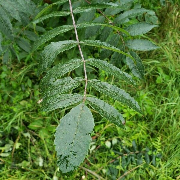 Rhus glabra Feuille