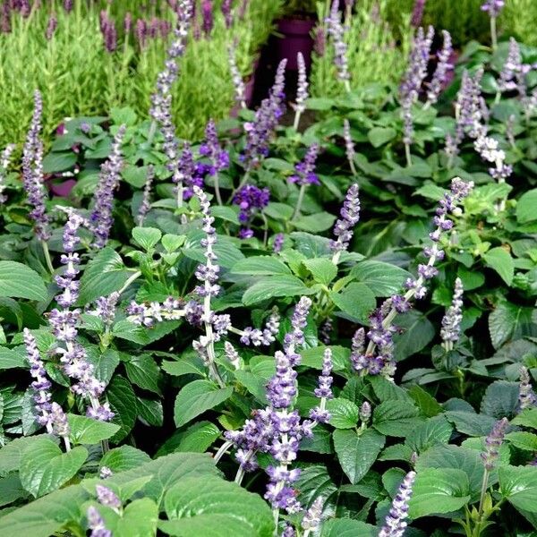 Salvia farinacea عادت