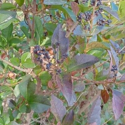 Ligustrum ovalifolium Habitus