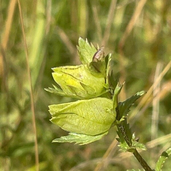 Rhinanthus minor Frukt