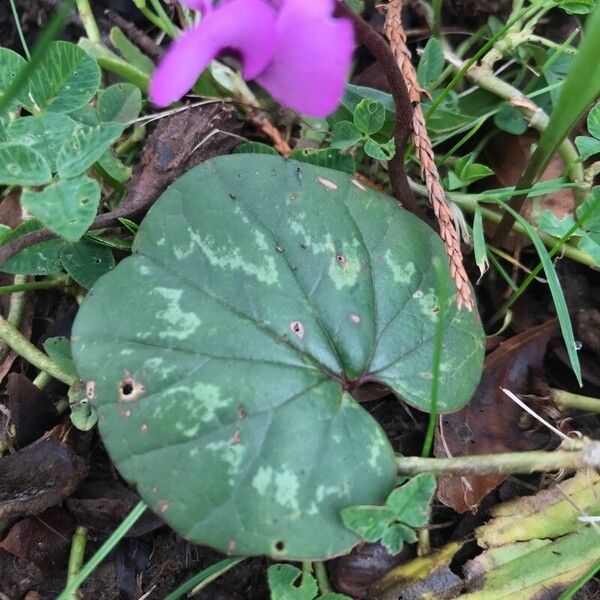 Cyclamen coum Lapas