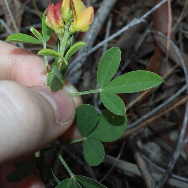 Crotalaria goreensis Tervik taim