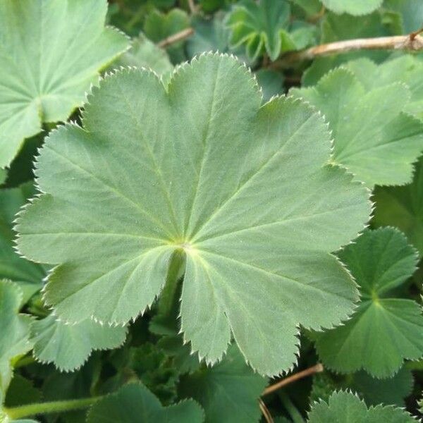 Alchemilla glabra Leaf