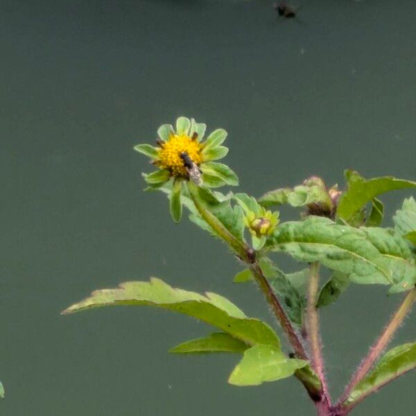 Bidens tripartita 花