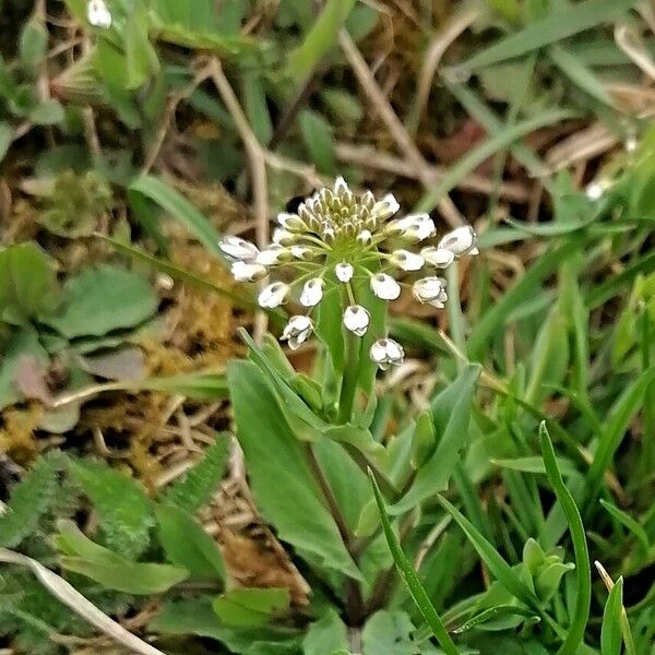 Noccaea perfoliata Blad