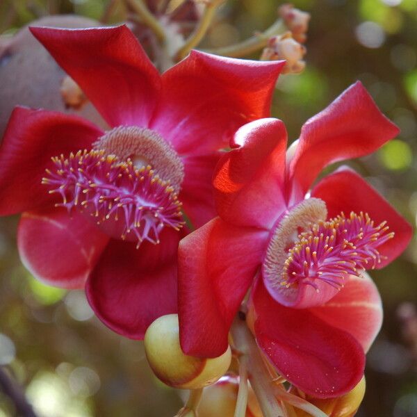 Couroupita guianensis Flower