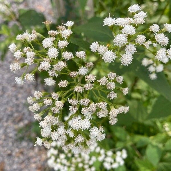 Ageratina altissima Blüte