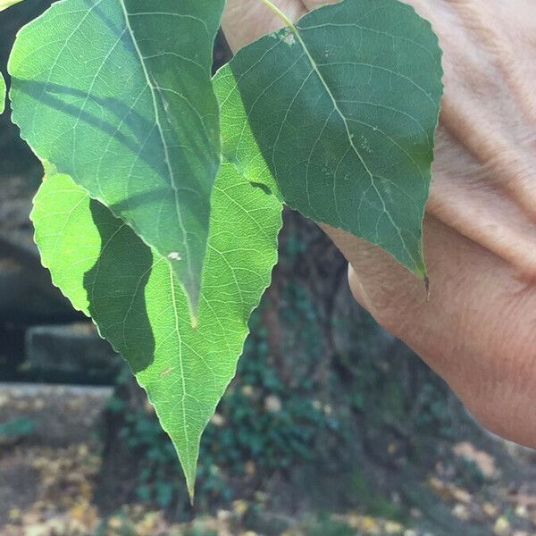 Populus nigra Leaf