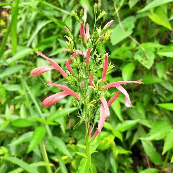 Dianthera secunda Floare