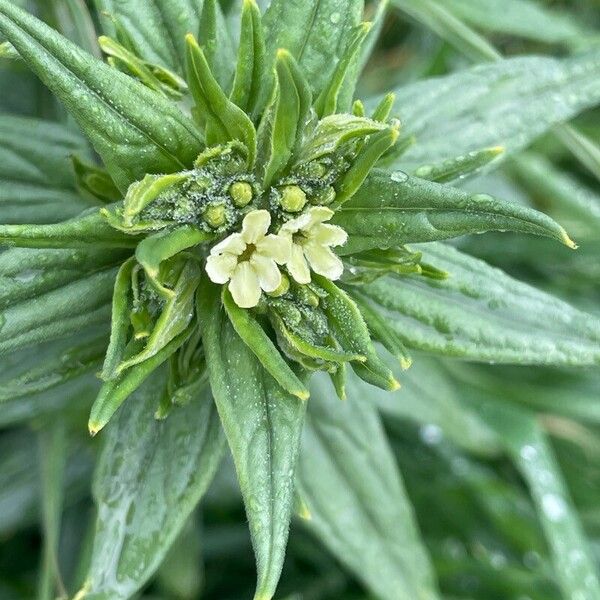 Lithospermum officinale Blodyn