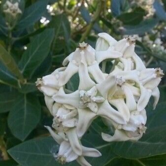 Calotropis gigantea Blomst