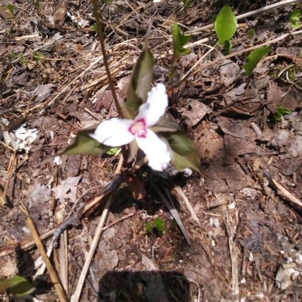 Trillium undulatum Žiedas