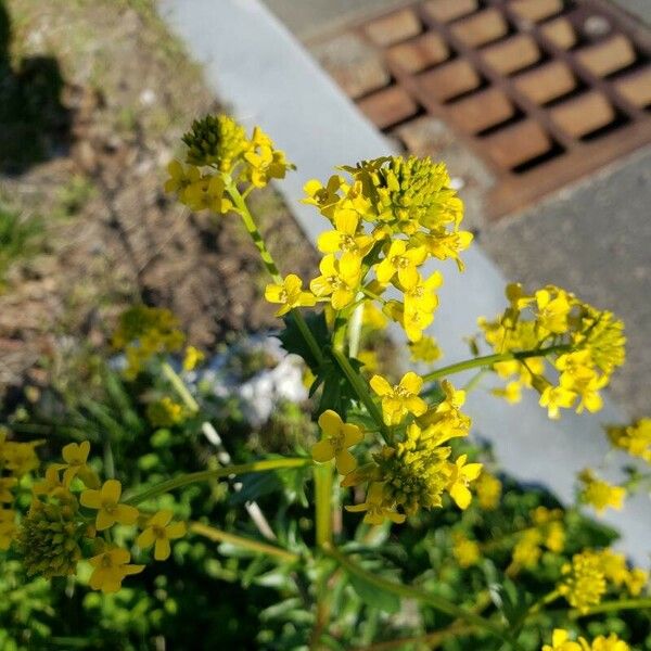 Barbarea vulgaris Blodyn