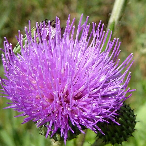 Cirsium monspessulanum Cvet